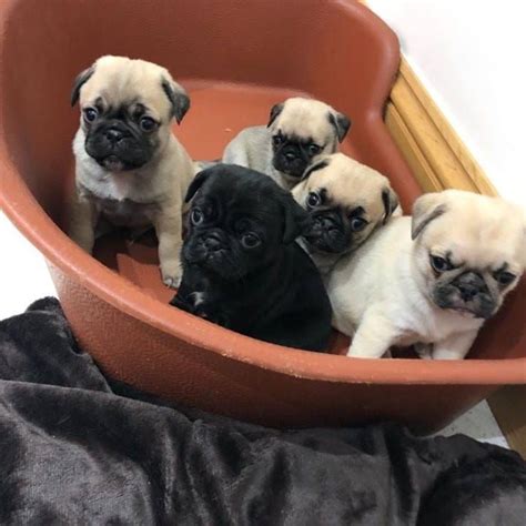 pugs for sale los angeles ca|pug dogs for adoption.